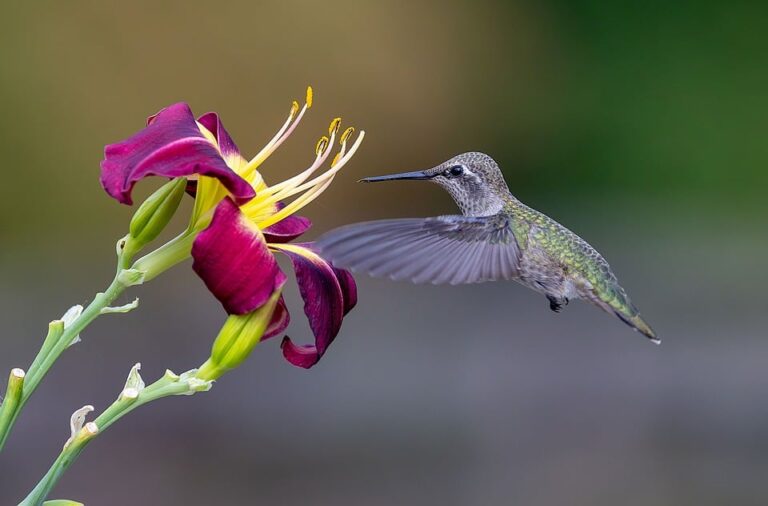 Do You Need Malaria Pills for Your Safari in Kenya? Essential Health Tips for Adventure Travelers