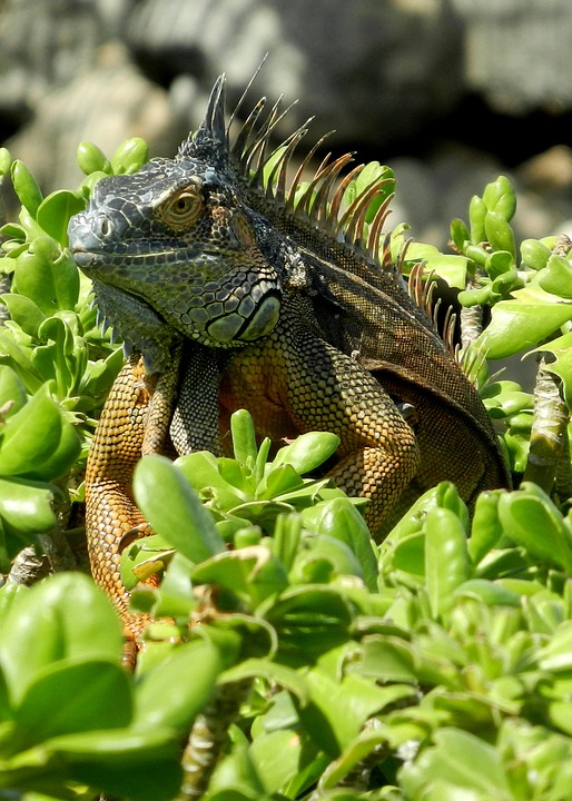 Cayman Islands
